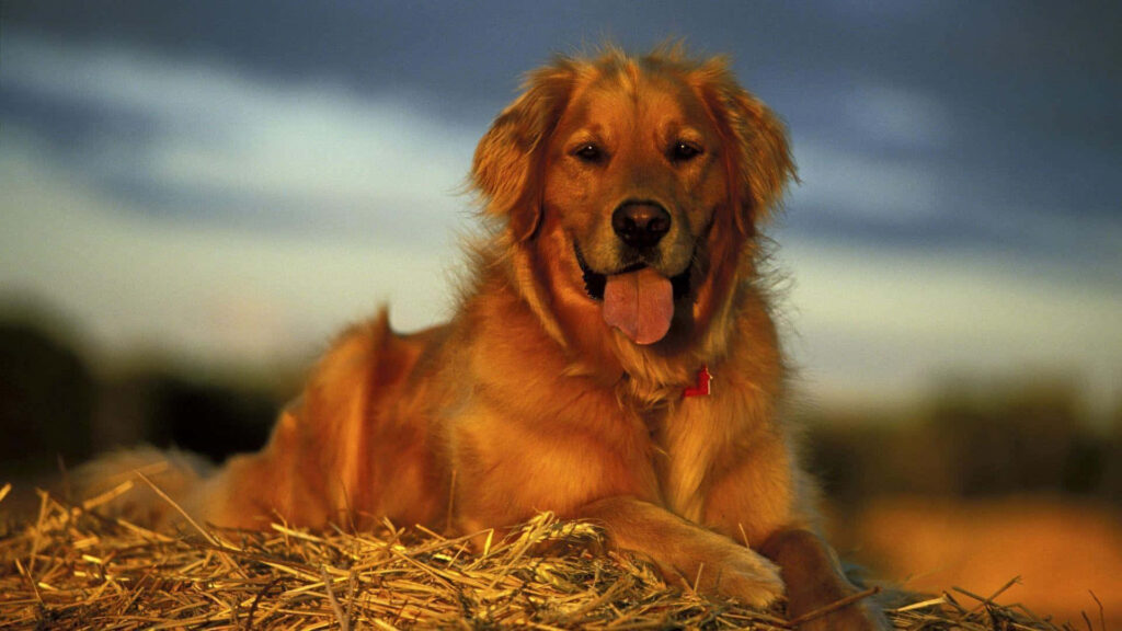 Cheerful Golden Retriever Relaxing in Sunlit Natural Wallpaper