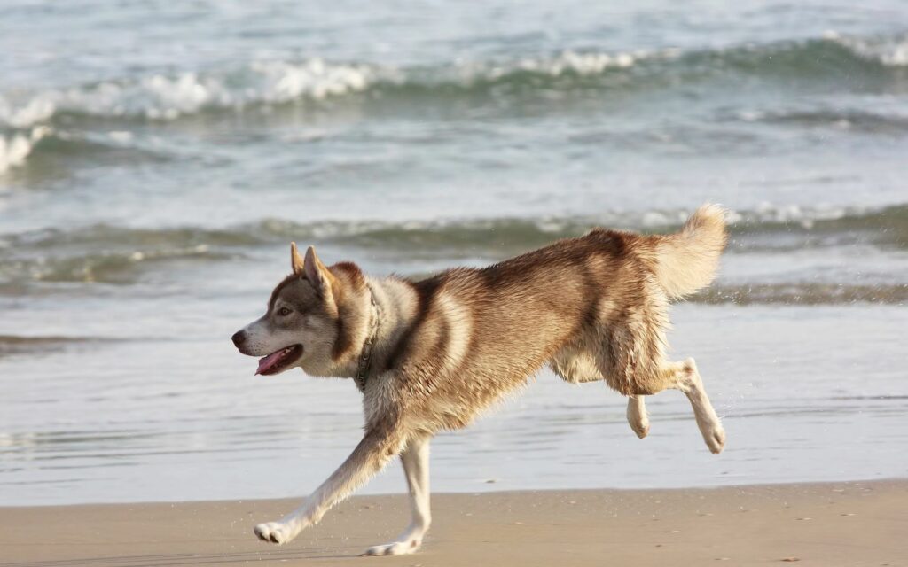 Joyful Husky Runs Playfully on Serene Beach with Gentle Waves Wallpaper