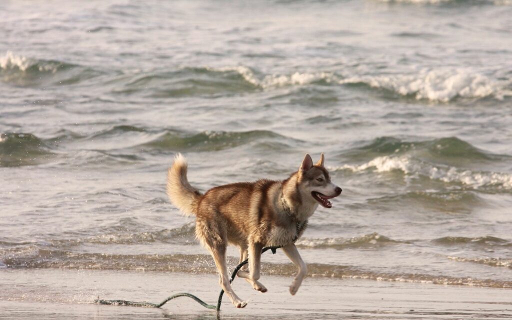 Joyful Husky Running on the Shore – Freedom Background Wallpaper