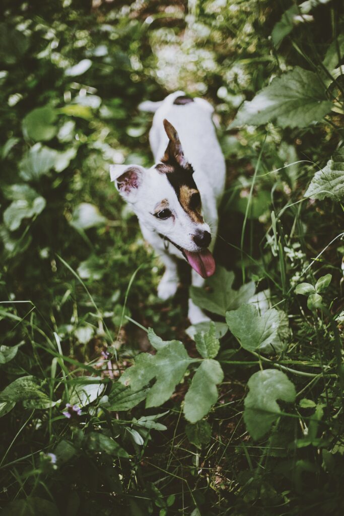 Playful Jack Russell Terrier Adventures in Lush Greenery Wallpaper