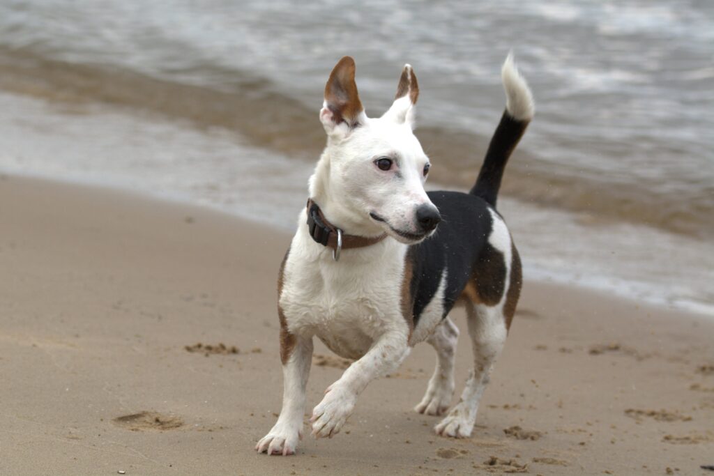 Joyful Jack Russell Terrier Running on Beach with Ocean Waves Wallpaper