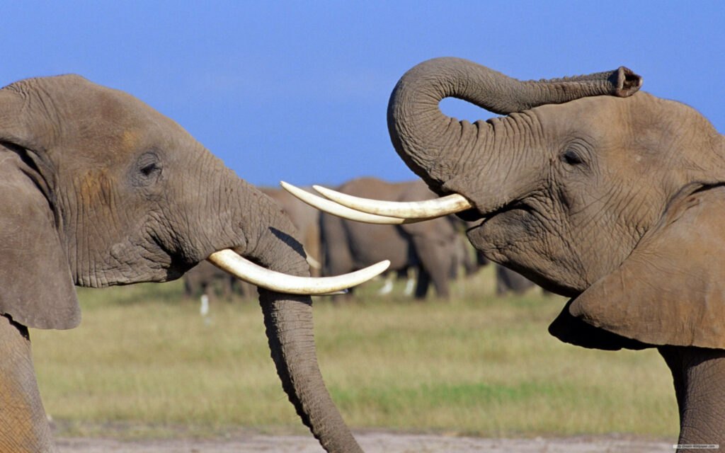 Tusk-to-Tusk: Playful African Elephant Duo Dazzles Against Blue Sky Wallpaper
