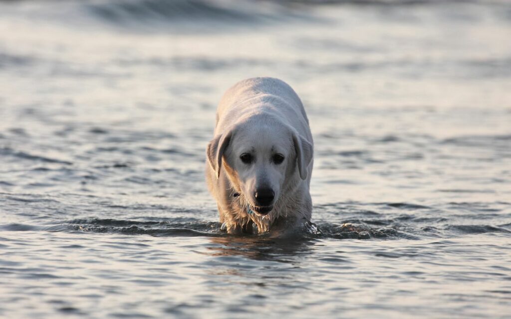 Labrador Retriever Wading in Water: Playful Wet Fur Wallpaper