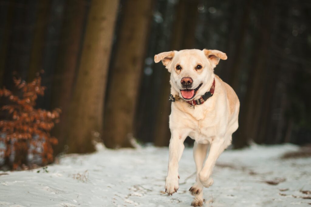 Joyful Labrador Running in Snowy Winter Landscape Wallpaper