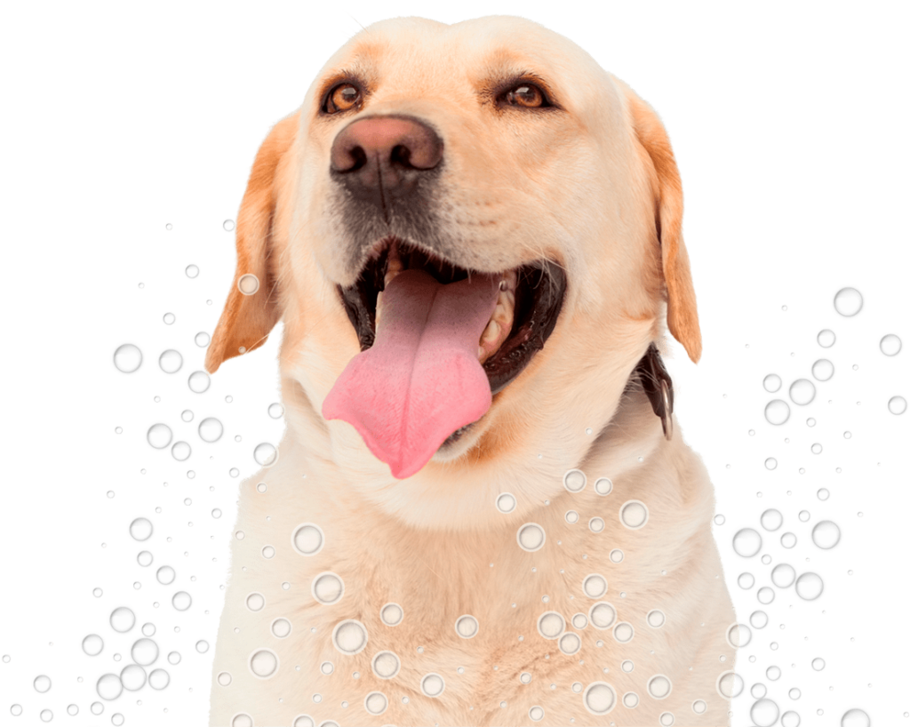 Joyful Labrador Wallpaper with Bubbles - Perfect for Pet Lovers!