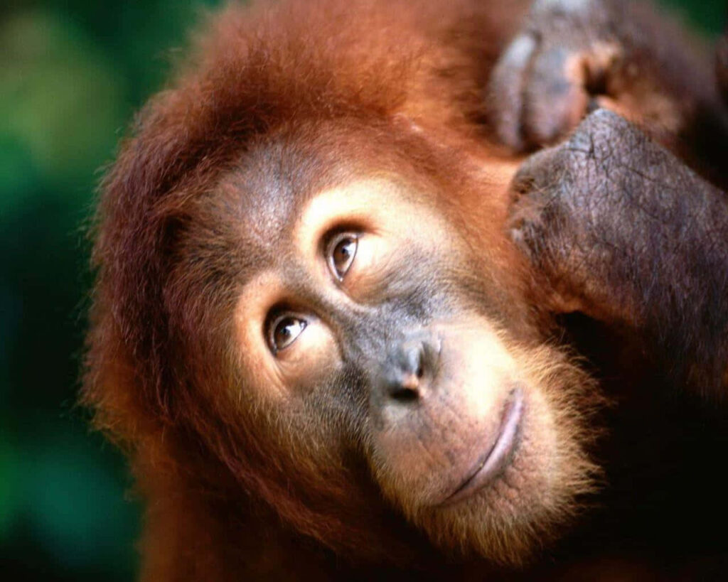 Playful Monkey Enjoys Treat Against Lush Green Background Wallpaper