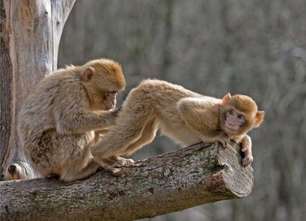 Playful Monkeys on Tree Branch: Joyful Grooming Moment in Nature Wallpaper
