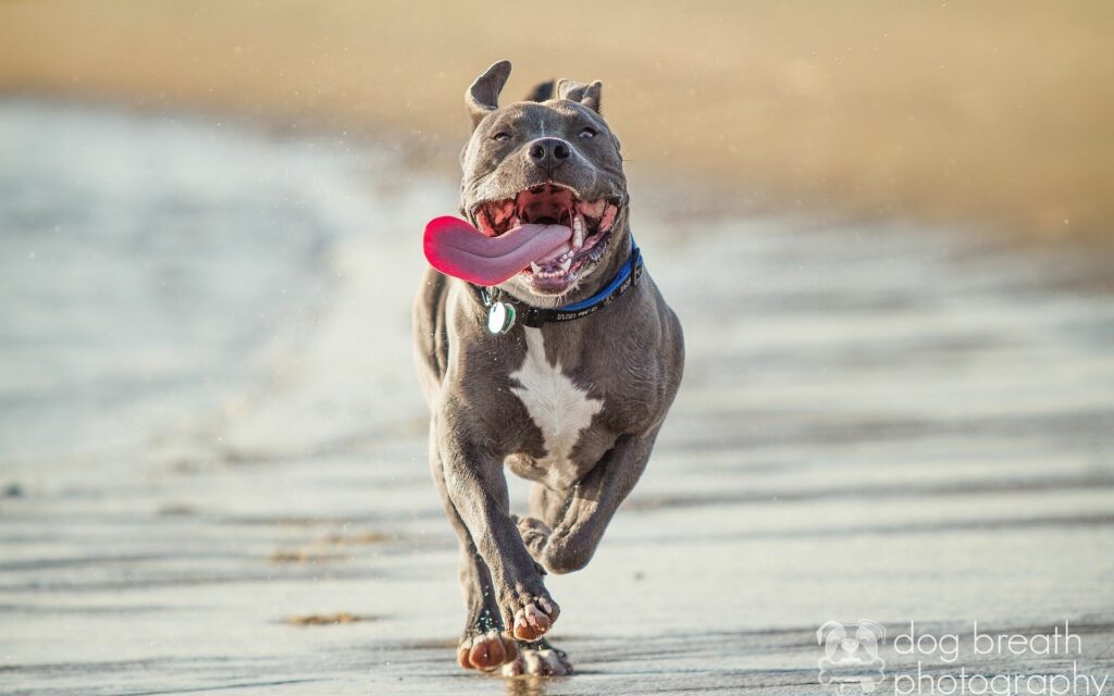 Joyful Pit Bull Running - Dynamic Wallpaper with Blurred Background