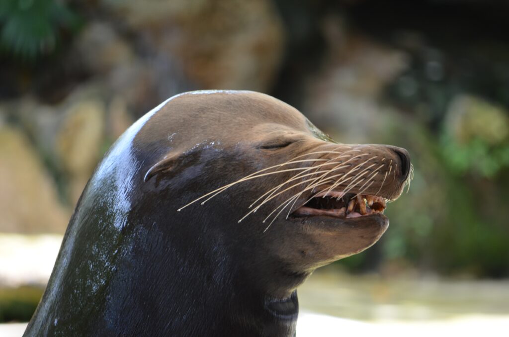 Joyful Sea Lion Close-Up: Glimmering Fur & Relaxed Expression Wallpaper