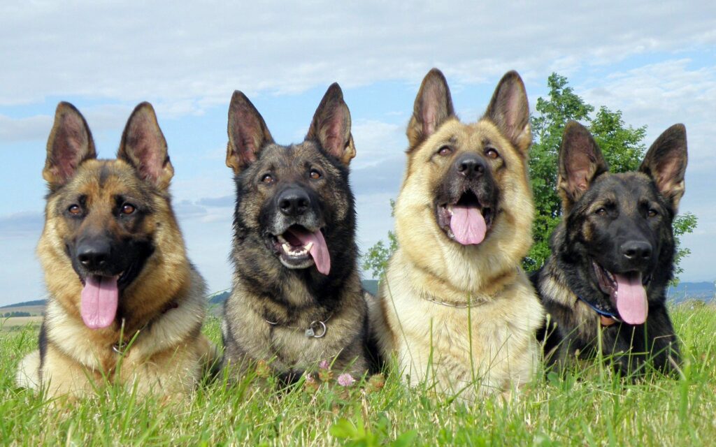 Playful Shepherd Dogs Relaxing in a Grassy Field – Joyful Outdoor Scene Wallpaper
