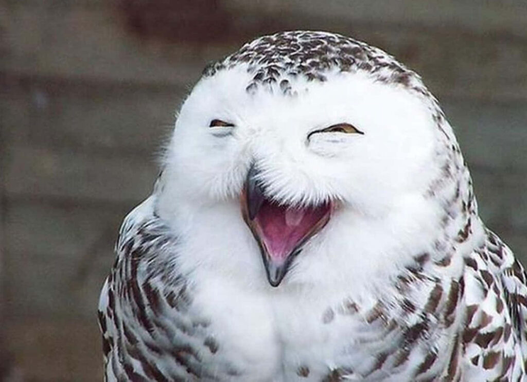 Joyful Snowy Owl Wallpaper: Humorous Laughing Expression Background