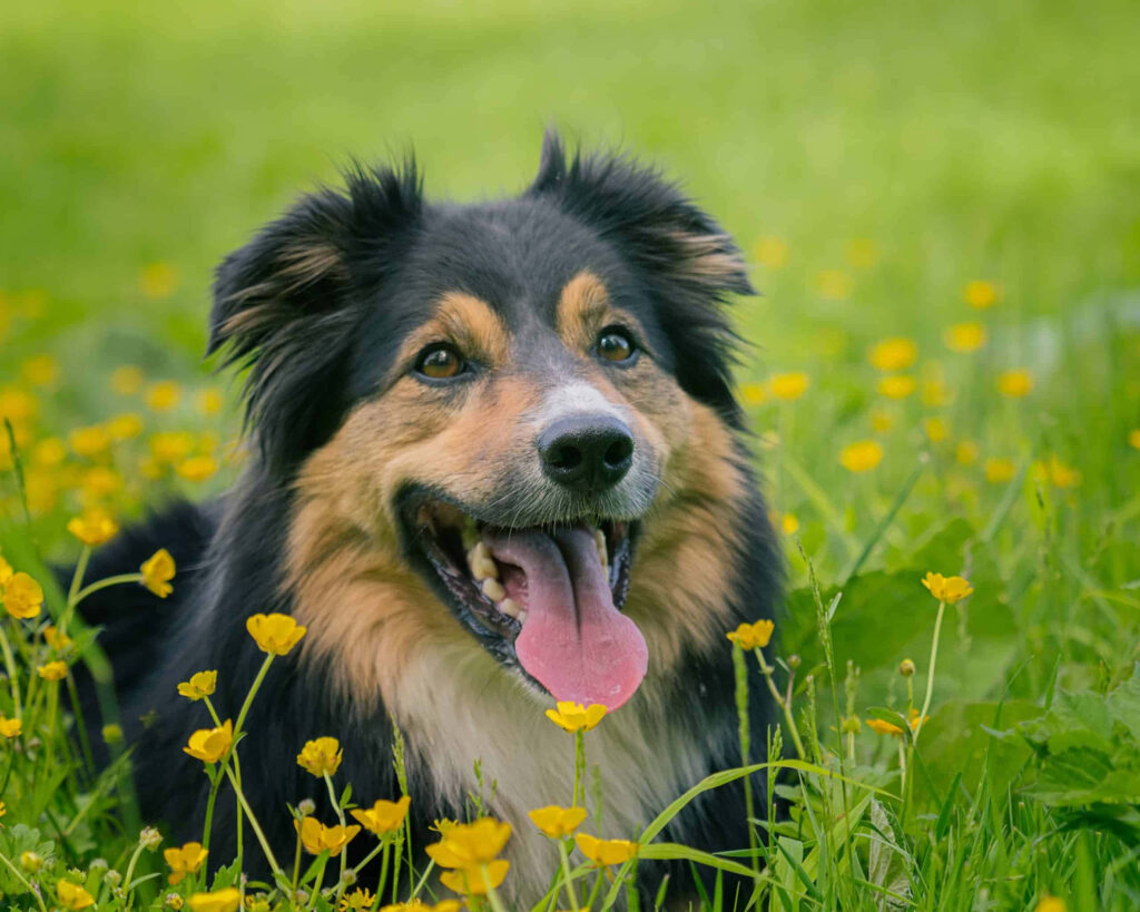 Joyful Tri-Color Border Collie Amidst Bright Yellow Flower Field Wallpaper