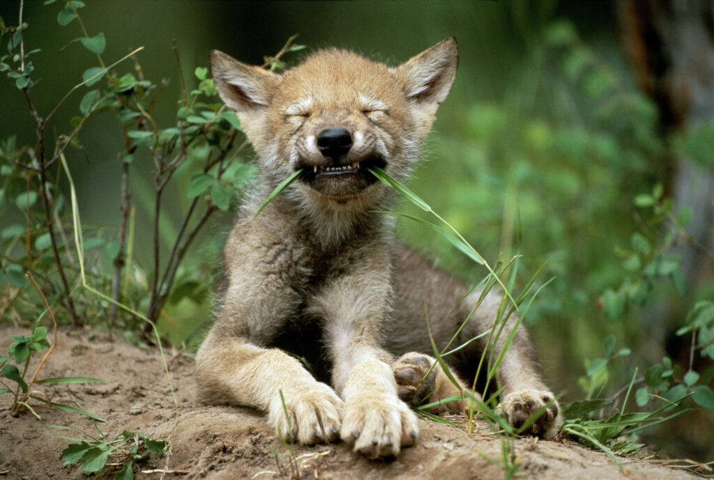 Playful Wolf Pup Chewing Grass Against Lush Green Background Wallpaper