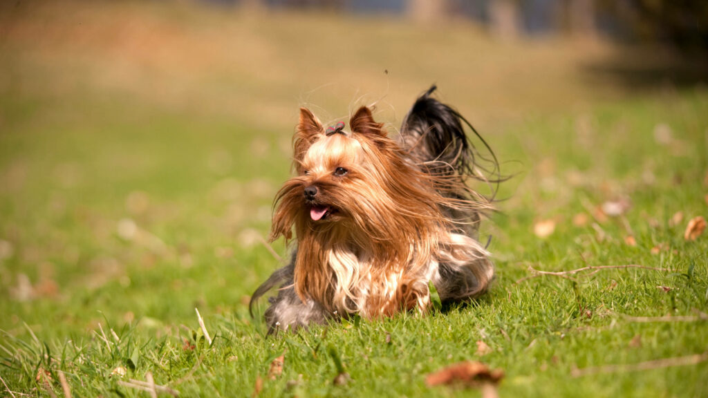 Joyful Yorkshire Terrier Running in Sunlit Green Field Wallpaper