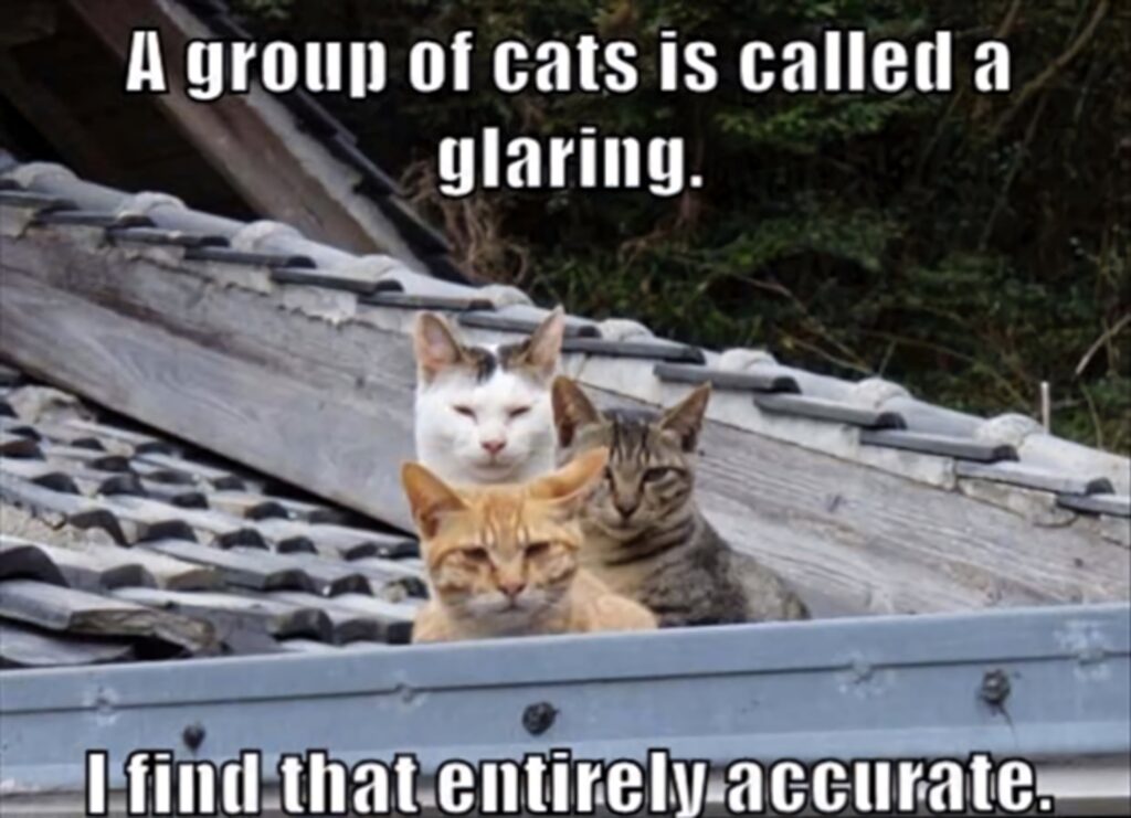 Three unimpressed cats sitting on rooftop funny meme wallpaper for cat lovers and humor fans