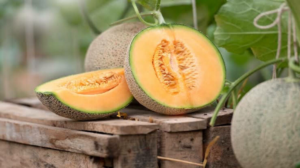 Juicy Cantaloupes Wallpaper: Rustic Garden Background