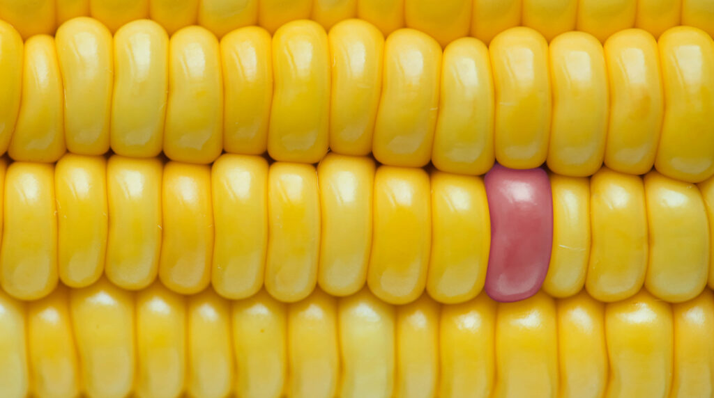 Vibrant Yellow Corn Kernels Close-Up with Unique Pink Kernel Wallpaper