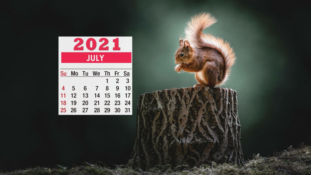 2021 July calendar wallpaper with squirrel on tree stump natural earthy tones background