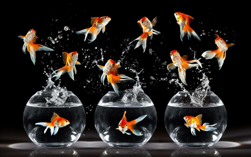 Jumping for Joy: HD Goldfish Species Wallpaper with Bubbling Fish Bowls