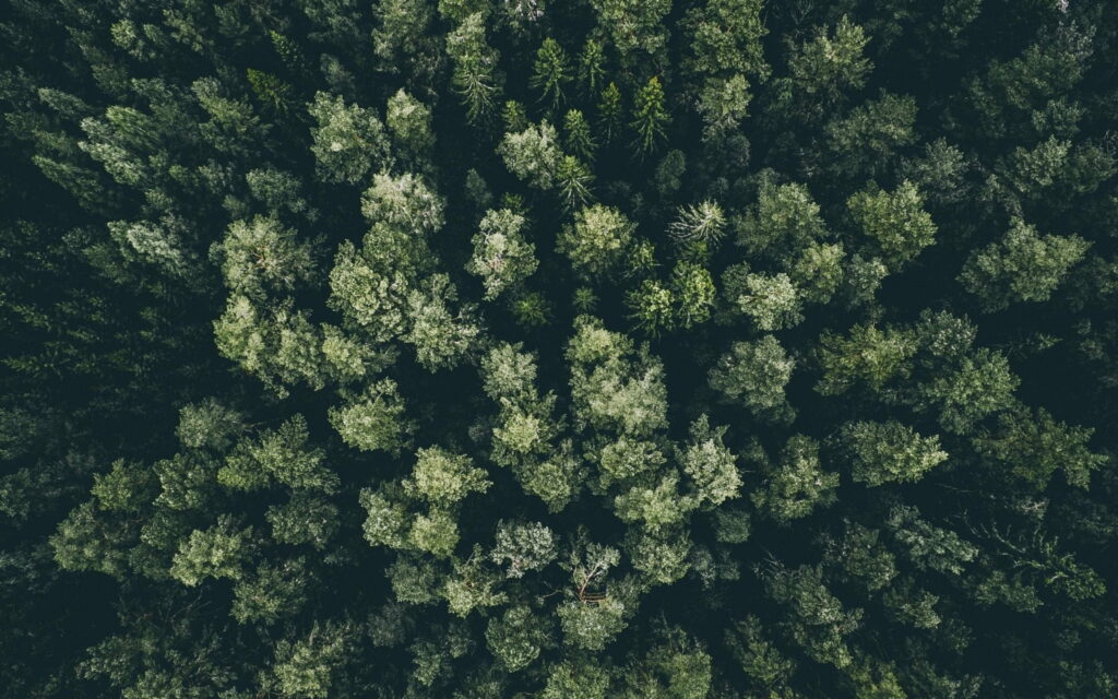 A Bird's-Eye Paradise: Stunning HD Top View of a Lush Jungle Canopy Wallpaper