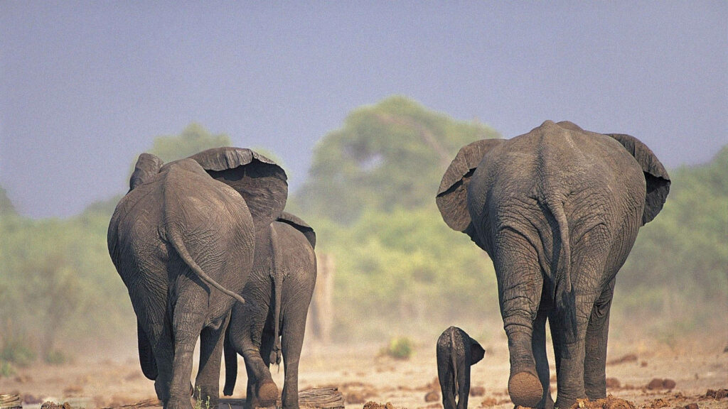 Jungle Journey: A Stunning HD Wallpaper of a Family of Elephants Trekking through the Wilderness