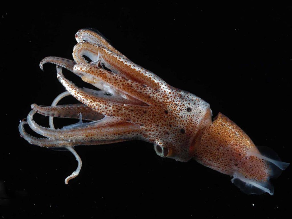 Juvenile deep-sea squid with translucent body and reddish chromatophores gliding in dark ocean Wallpaper