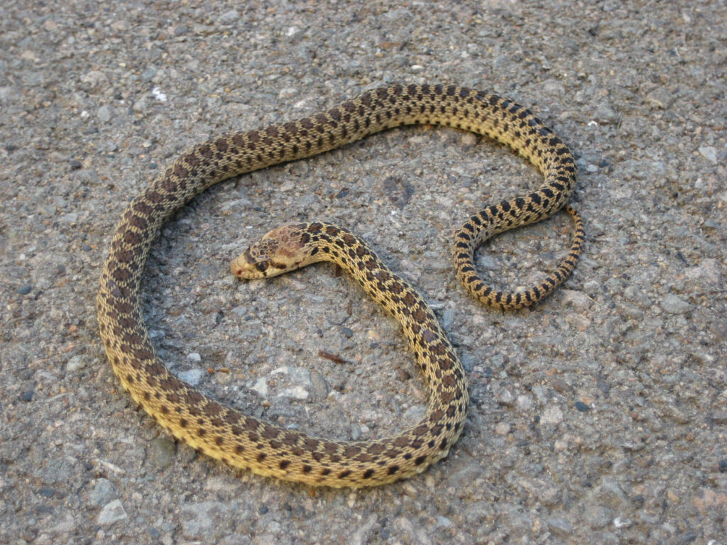 Juvenile Gopher Snake Camouflaged on Textured Earthy Wallpaper