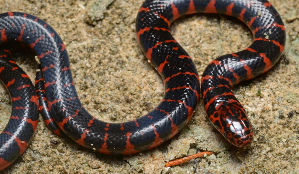 Juvenile Mud Snake Wallpaper: Vibrant Scales in Natural Habitat