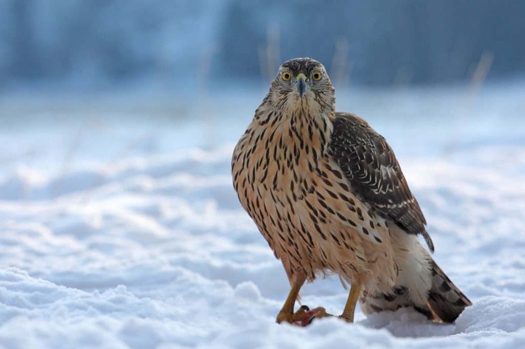 Juvenile Northern Goshawk with piercing yellow eyes in snowy winter landscape high-definition wallpaper