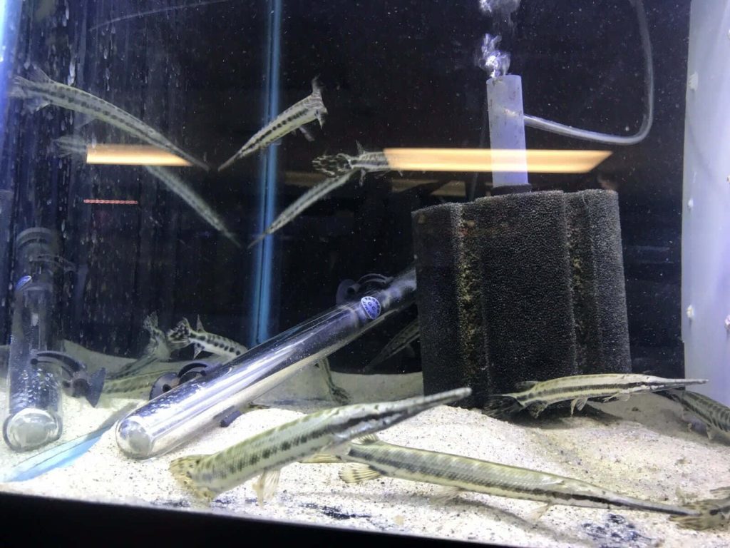 Juvenile spotted gar fish swimming in freshwater aquarium with sponge filter and heater background Wallpaper