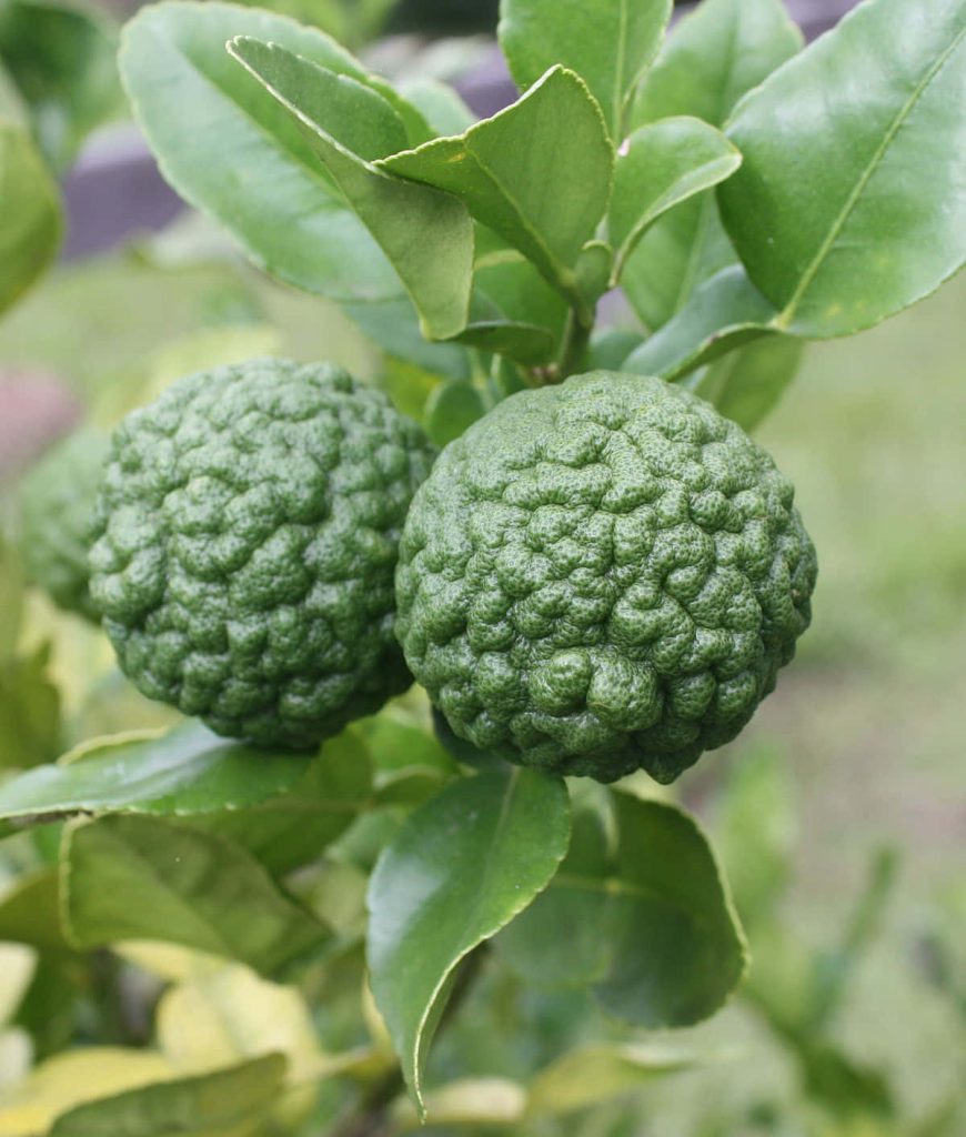 Close-up of two green Kaffir limes with textured rind and lush leaves in soft natural light wallpaper