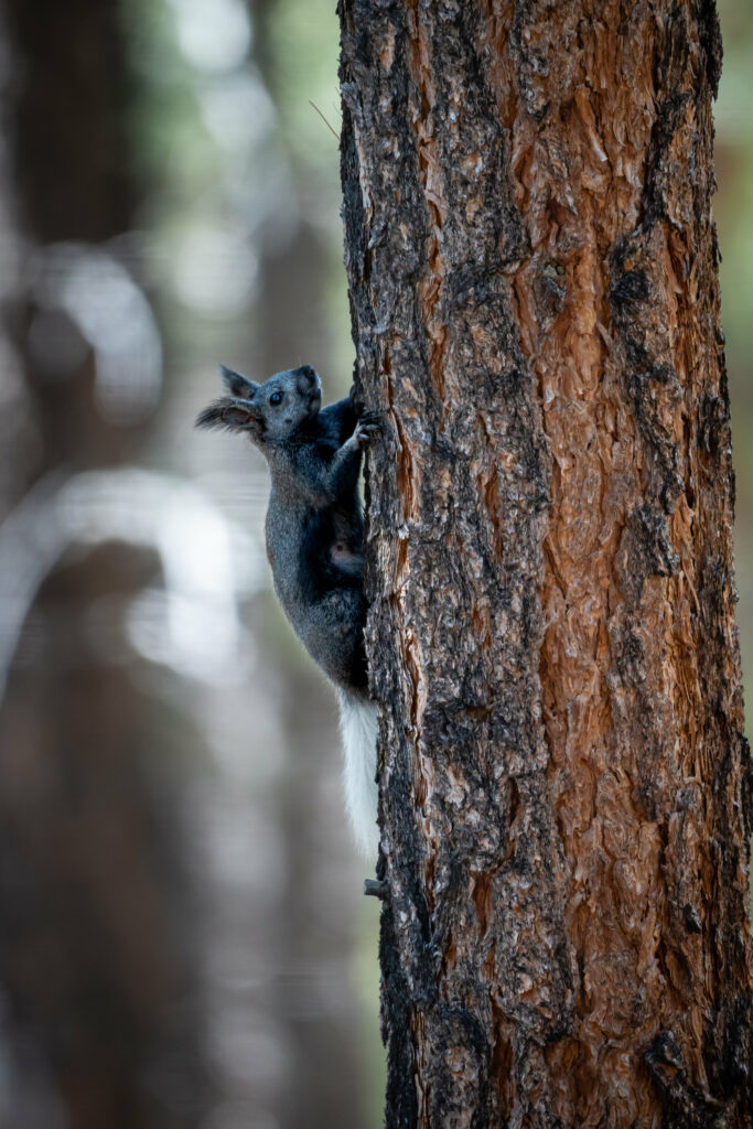 Kaibab Squirrel on Tree - Lush Forest Wallpaper Background