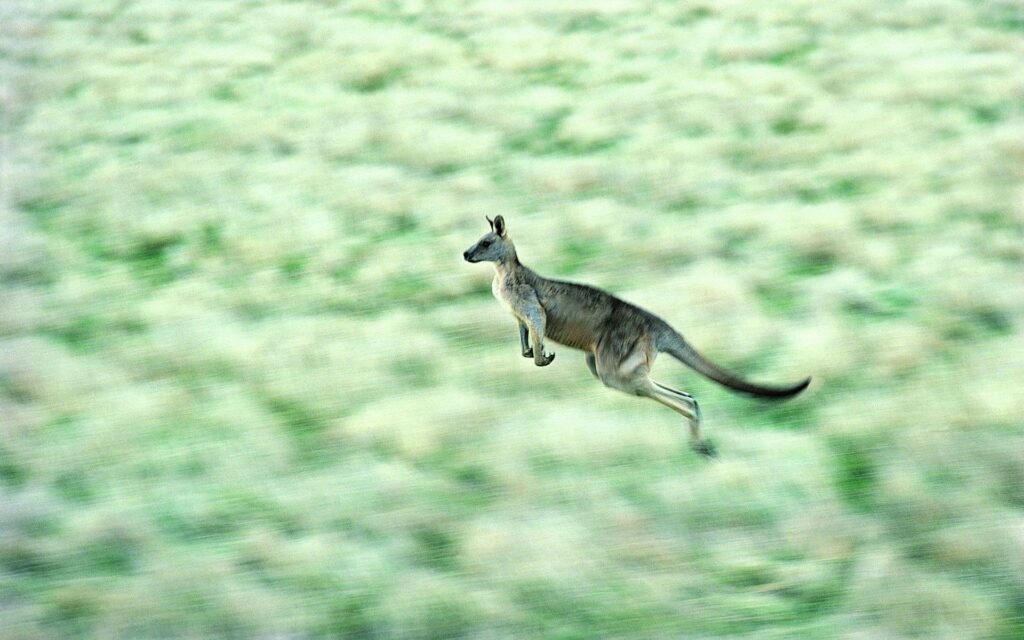 Kangaroo Mid-Jump Wallpaper: Speed & Agility 1920x1200 Background