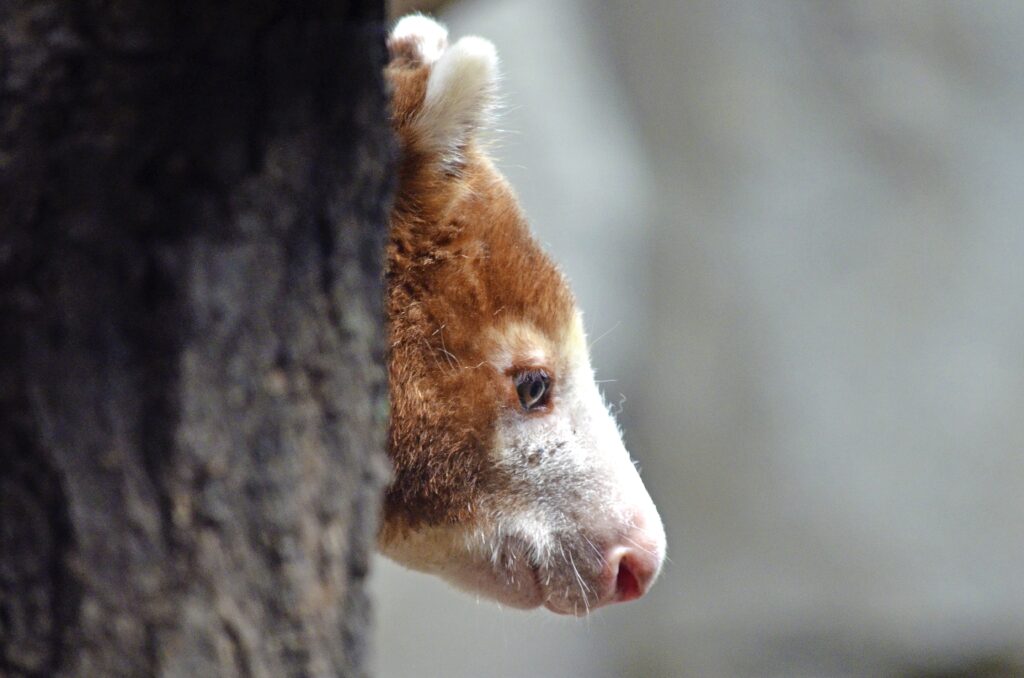 Kangaroo Profile Wallpaper: Close-Up Muzzle Against Neutral Background
