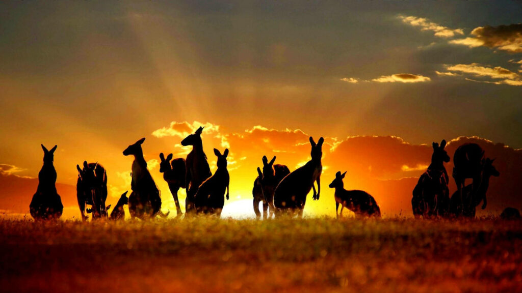 Silhouetted kangaroos at Australian outback sunset with golden sunlight and vibrant clouds Wallpaper