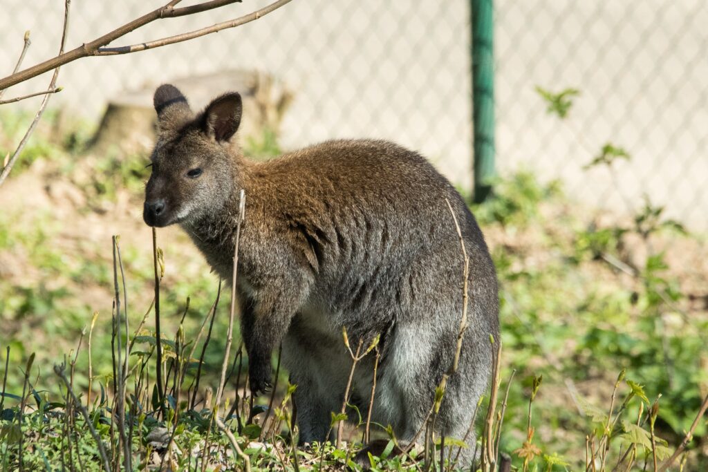 Kangaroo in Grassy Area with Soft-Focus Fence - Nature Wallpaper