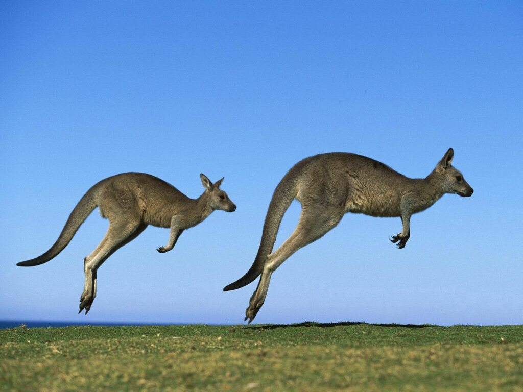 Graceful Kangaroos Hopping in a Sunny Grass Field Wallpaper