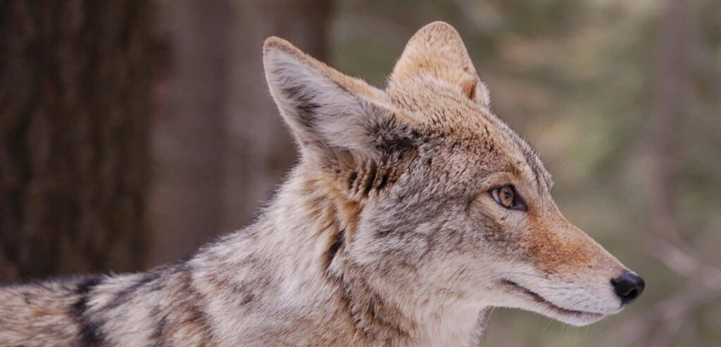 Keen-Eyed Coyote Wallpaper: Wild Profile in Nature's Blur
