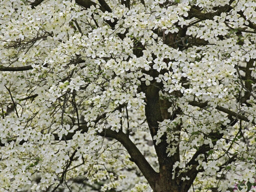 Kentucki tree in full white bloom with spring flowers creating a vibrant garden scene wallpaper