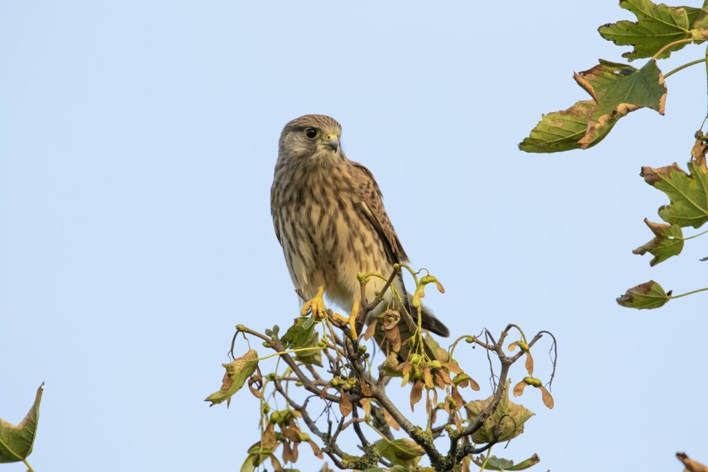 Kestrel Perched on Tree Branches Against Serene Blue Sky Wallpaper