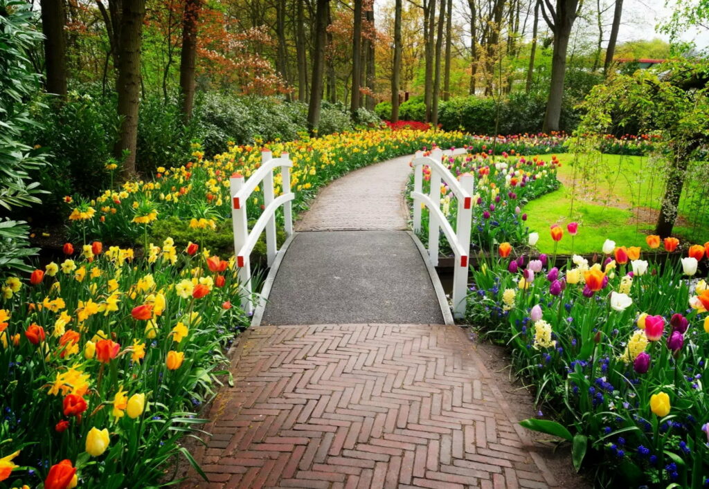 Spring Splendor in Keukenhof Garden: A Bonito Walk Amidst Tulips, Trees, and Greenery Wallpaper
