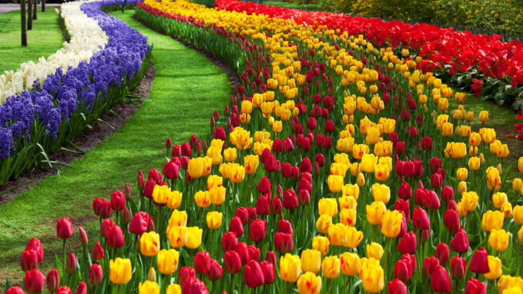 Keukenhof's Blooming Masterpiece: A Colourful Display of Red Tulips Dancing in the Flora Garden Wallpaper