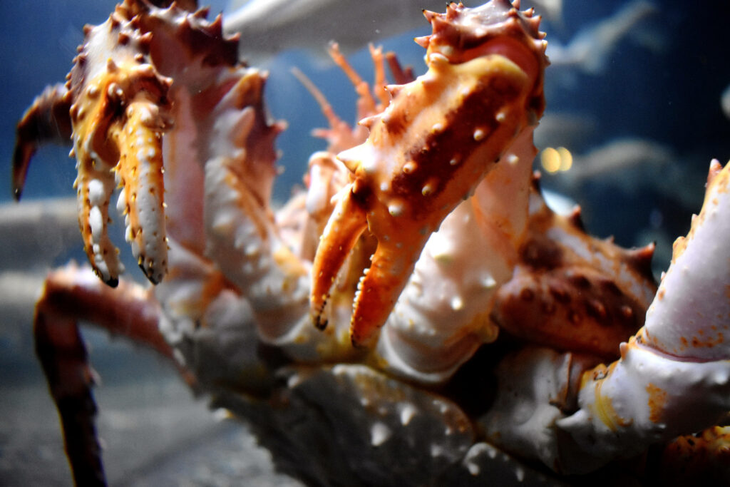 Close-up of a king crab with raised claws showing spiny orange white shell in blue ocean background Wallpaper