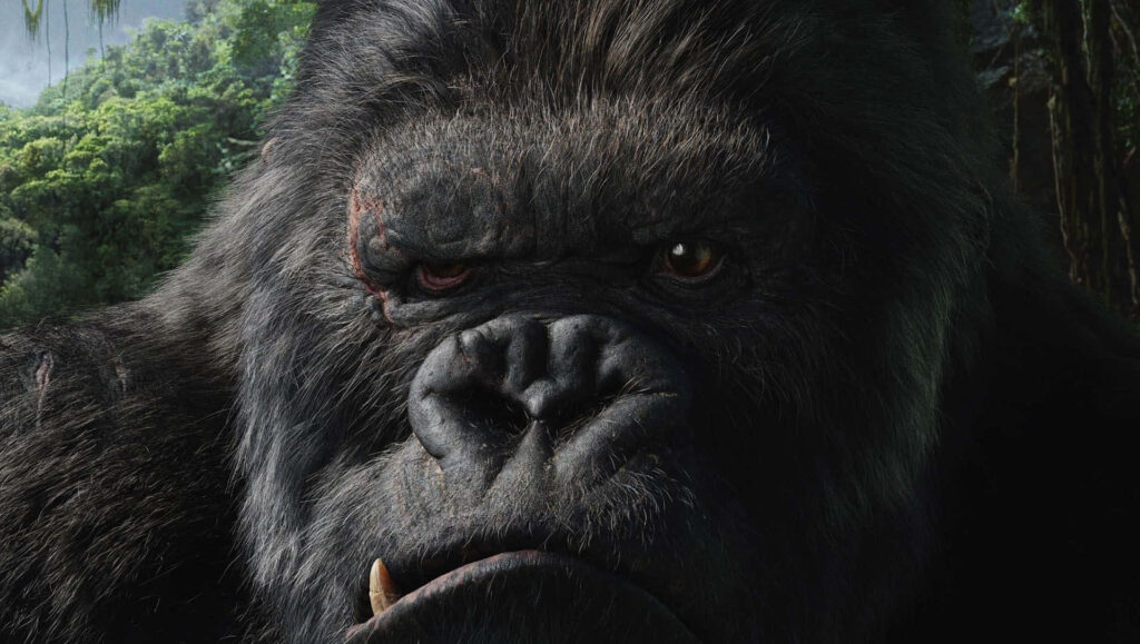Close-up of intense King Kong standing tall with lush jungle background wallpaper image