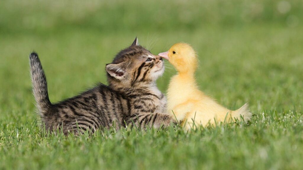 Joyful Kitten and Duckling Friendship Wallpaper in Nature