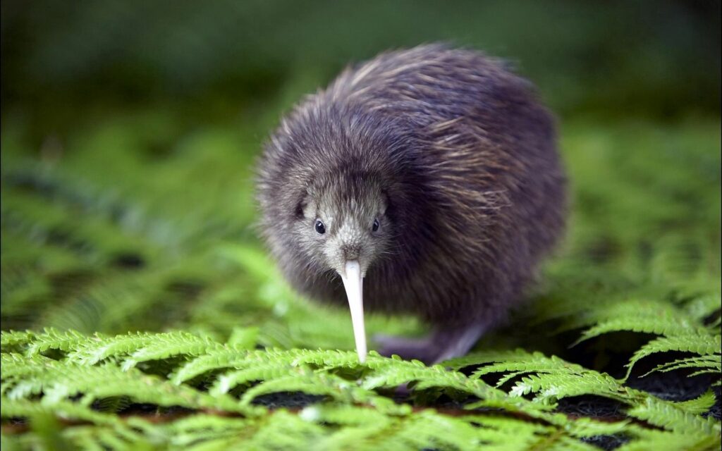 Vibrant Kiwi Bird Amidst Lush Green Ferns - Nature Wallpaper