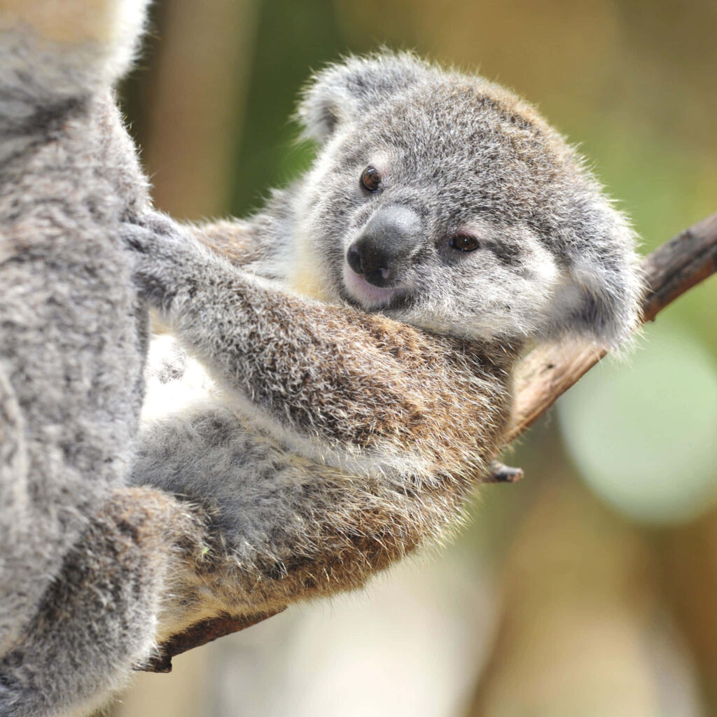 Charming Koala in Eucalyptus: Serene Australian Wallpaper