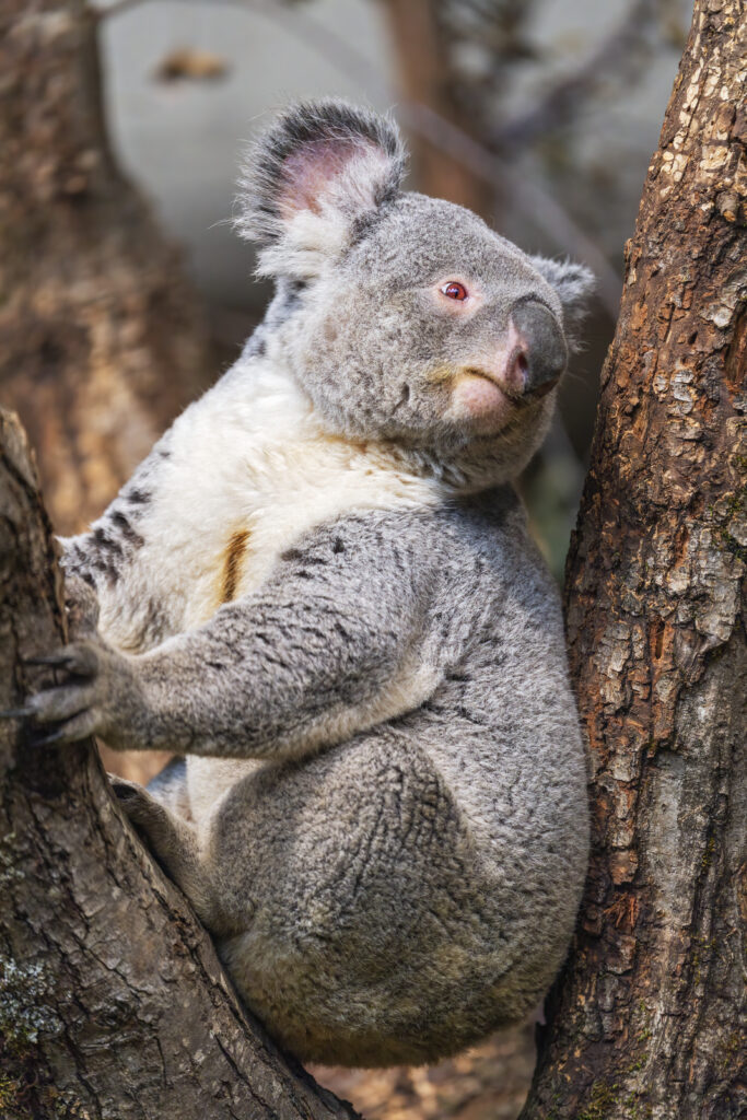 Koala in Tree: Charming Wildlife Wallpaper with Fluffy Fur & Nature