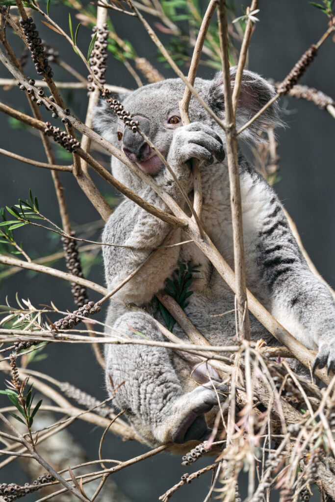 Koala Among Tree Branches: Captivating Wildlife Wallpaper