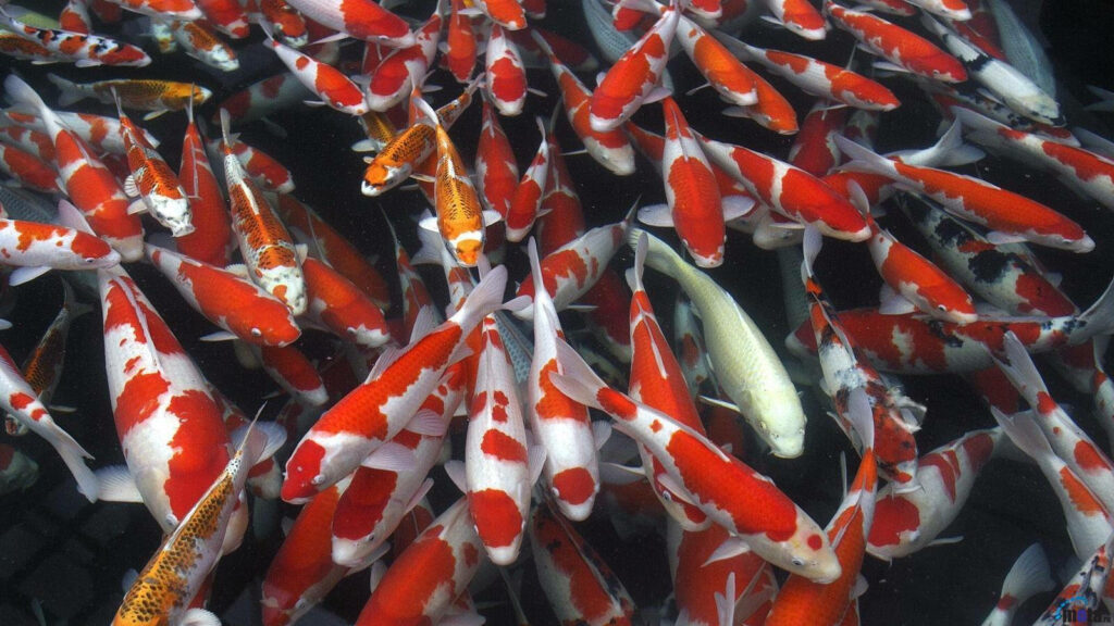 The Majestic Underwater Symphony: A Stunning Shoal of Koi Fish in their Natural Habitat Wallpaper